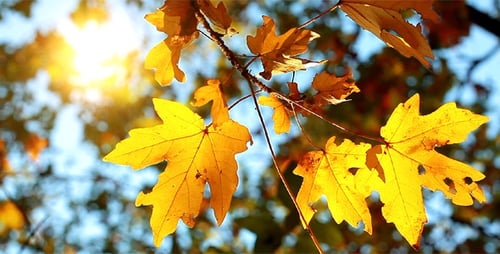 Autumn Foliage