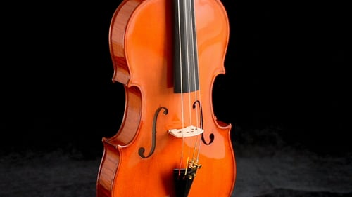 Viola Gyrating auf schwarzem Hintergrund