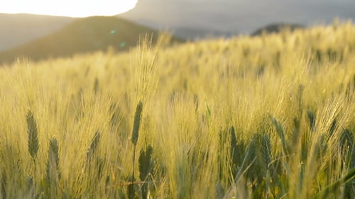 Oreilles qui bougent avec le vent au coucher du soleil