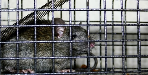 Piège à rats 1