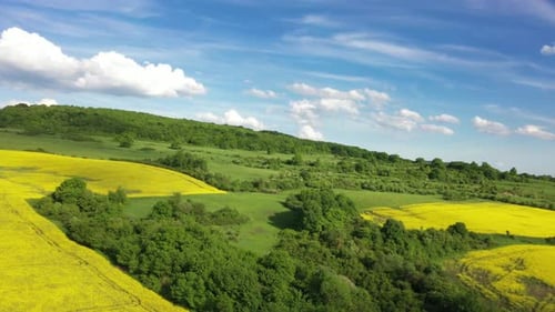 Spring Landscape Rapeseed And Green Trees