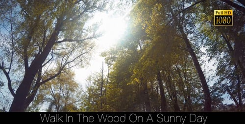 Walk In The Wood On A Sunny Day 2