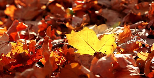 Autumn Foliage