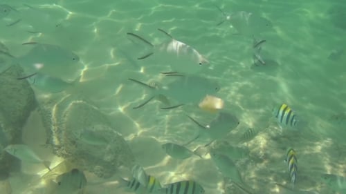 Tropische Fische essen Bananenscheiben