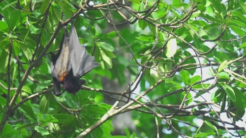 Flying Fox hängt an einem Ast und wäscht