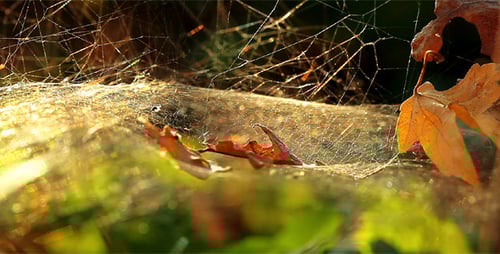 Spider Web