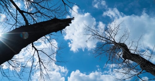 Large Trees In The Background Moving Clouds