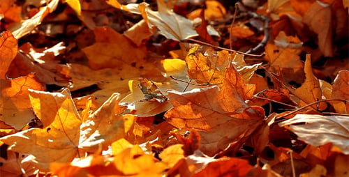 Autumn Foliage