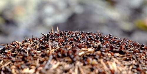 Ameisenhaufen