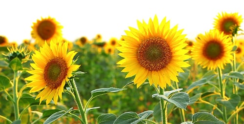 girasoles