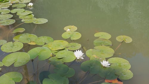 Water Lilies and Lily Pads in Pond