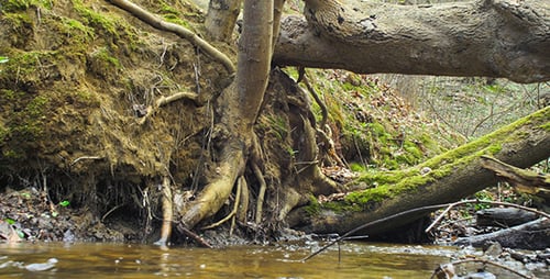 Stream in Woods