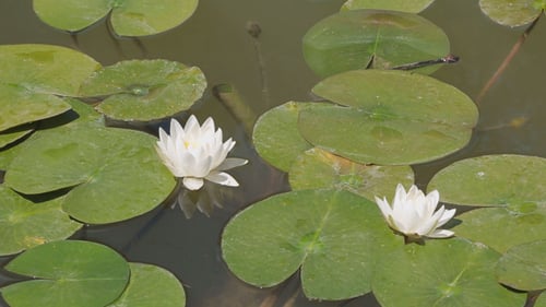 White Water Lilies on Lily Pads in a Pond
