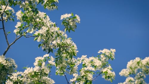 Concept Blossoming And Renewal. Blooming Apple Tree In Spring, Fresh White Flowers.