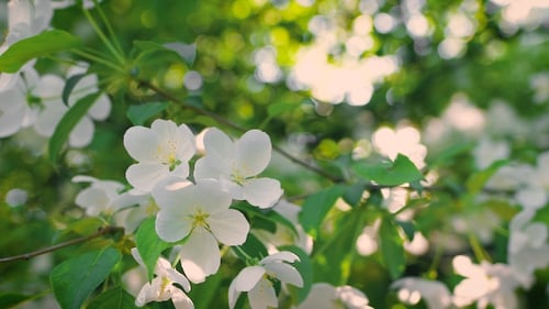 Konzept: Aufblühen und Erneuern. Blühender Apfelbaum im Frühling, frische weiße Blüten.