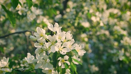 Concept Blossoming And Renewal. Blooming Apple Tree In Spring, Fresh White Flowers.