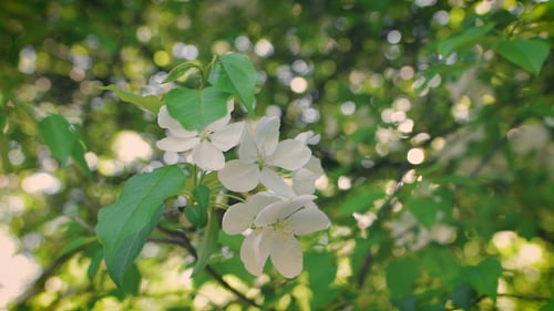 Concept Blossoming And Renewal. Blooming Apple Tree In Spring, Fresh White Flowers.
