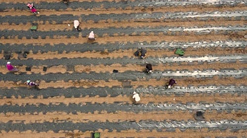 Workers Tending Crops in Agricultural Field From Above