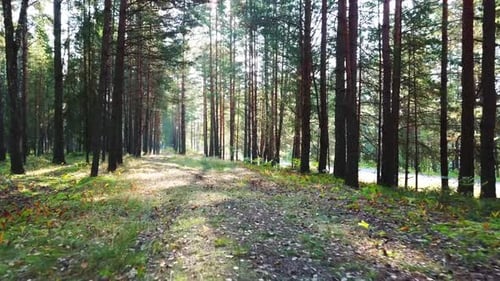 Morgen In Einem Pinienwald