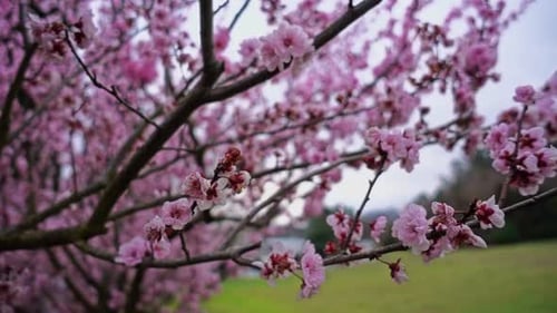 Spring Flowers