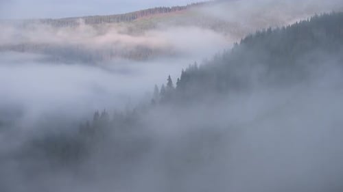 Evergreen Forest in Misty Mountain Landscape