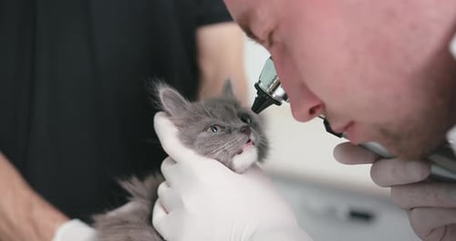 Closeup of Veterinarian Young Man in White Gloves Examine Kitten Eyes
