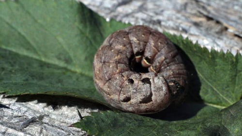 Caterpillar Pretended to be Dead
