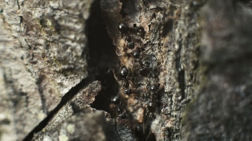 Ameisen auf Baumrinde im Wald