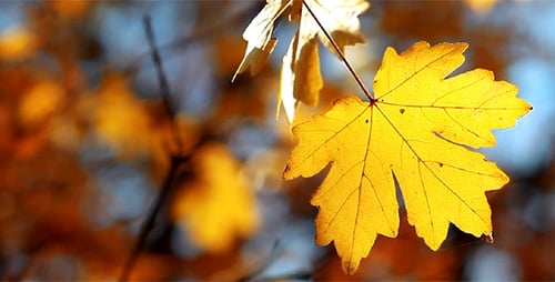 Autumn Foliage