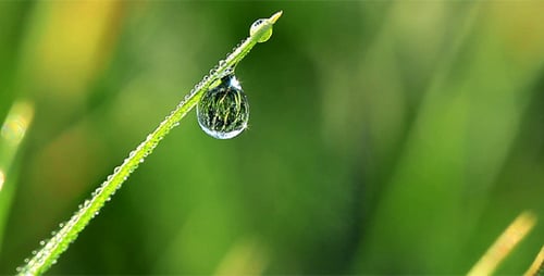 Green Grass