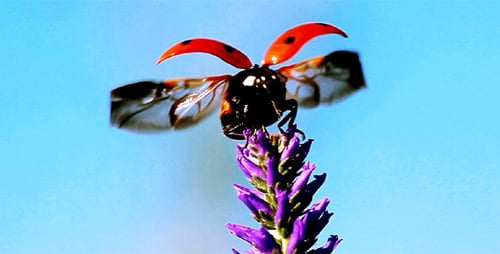 Marienkäfer