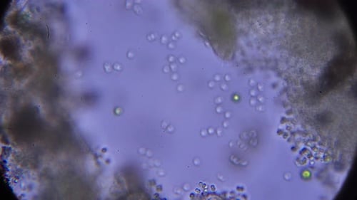 Macro000015