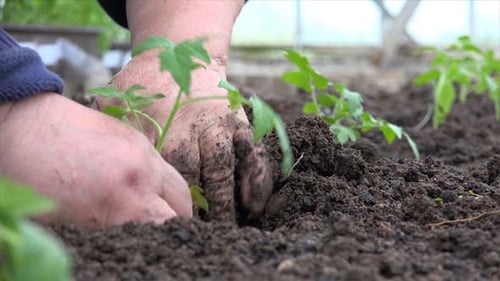 Grandmother Planting A Tomatoes Seedling