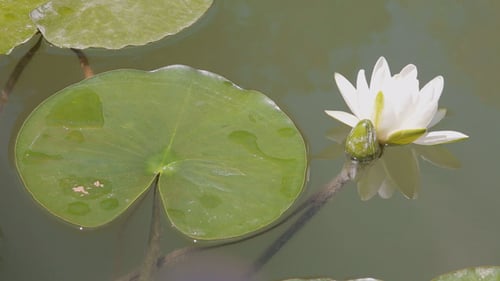 White Water Lily Blooming on Pond