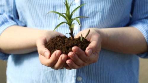 Female's Hands Holding a Small Green Sprout