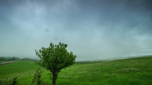 Wolkennebel bedeckt ein grünes Feld mit einem einsamen Baum in Kasachstan