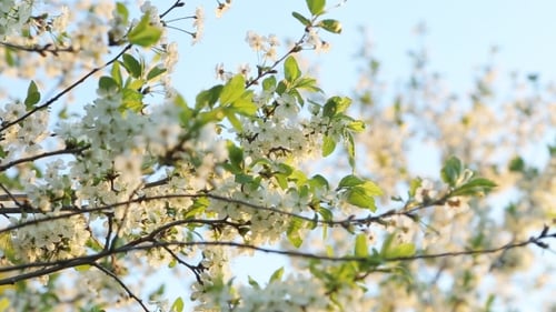 Branches Of Apple Trees In Sunlight