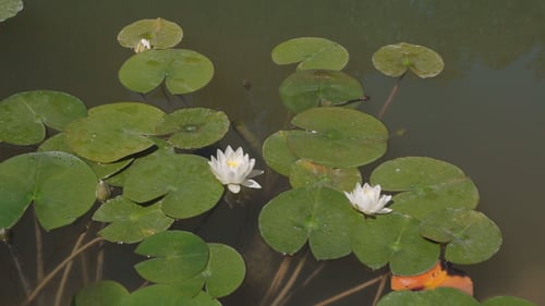 Lily Pads and Water Lilies Floating on Pond