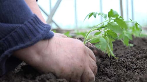Grandmother Planting A Tomatoes Seedling 3