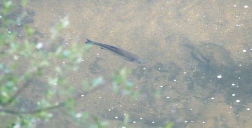 Fish in the River