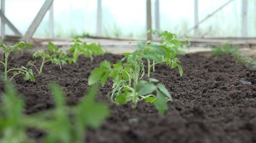 Grandmother Planting A Tomatoes Seedling 8