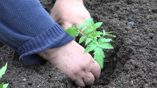 Grandmother Planting A Tomatoes Seedling 9