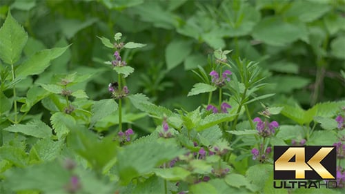 Bee on Nettle Flowers