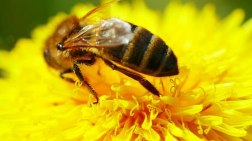 Bee Pollinating Vivid Yellow Dandelion Flower Up-Close