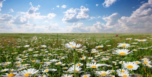 Sommer-Landschaft