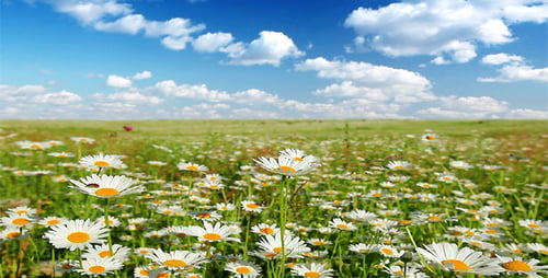 Sommer-Landschaft
