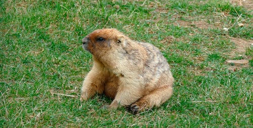 Marmota gorda