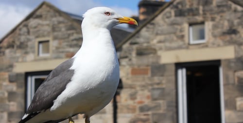 Seagull Standing Tall in Front of Stone Building