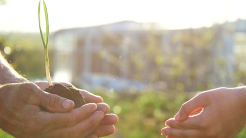 Senior Man And Baby Holding Young Plant In Hands