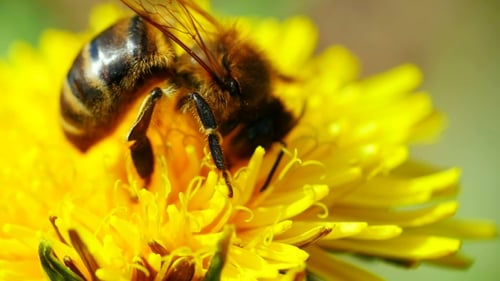 Honeybee Pollinating Bright Yellow Flower in Close-Up
